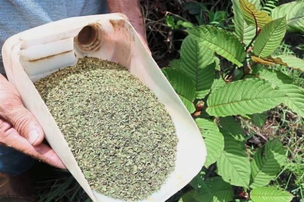 Borneo Dried Kratoom