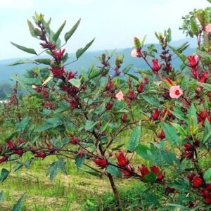 Dried Rosella