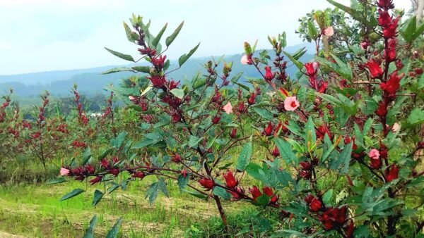 Dried Rosella